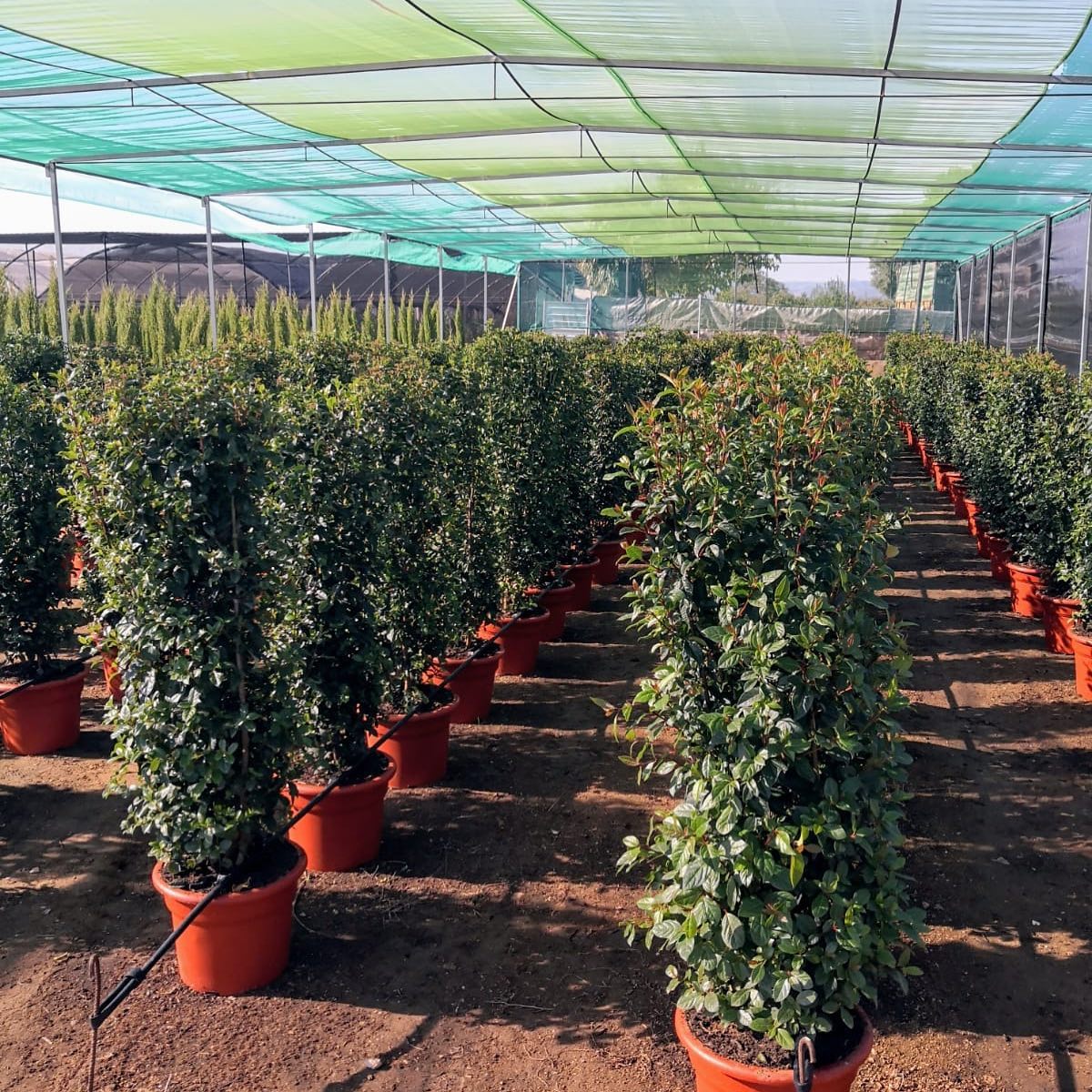 ecov3 https://ecoviveiros.pt/wp-content/uploads/2020/12/ecov3.jpg