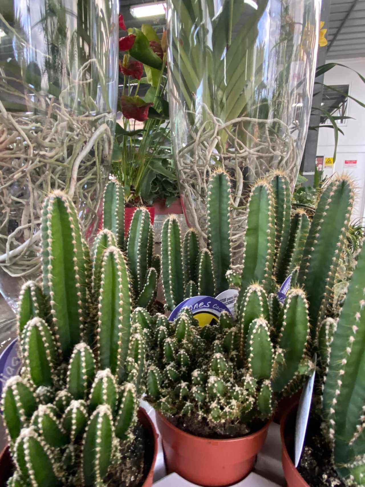 272987648_7297150696976519_8058452779846278785_n-1